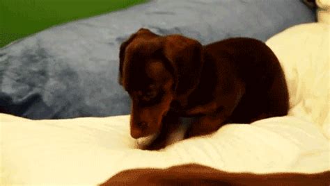 Adorable Animated Puppy S Best Animations