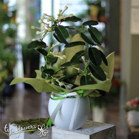 Стефанотис - Растения с доставка в София и страната. Top-Flowers