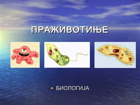 праживотиње | PPT
