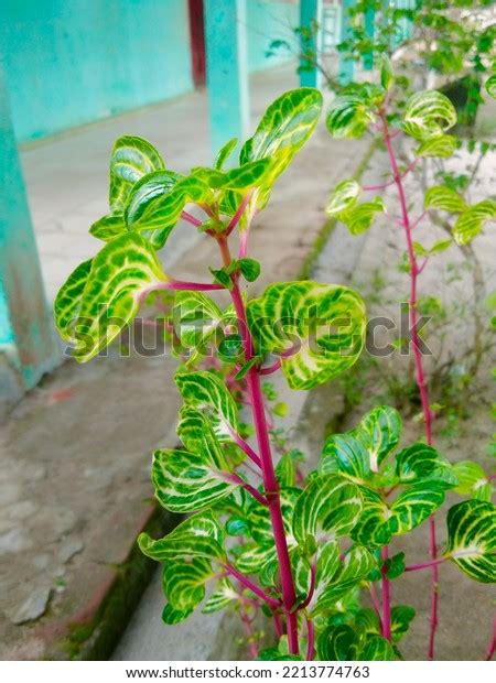 bunga batang pinkcreative layout  green stock photo