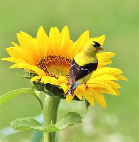 20 Super Pretty Pictures of Finches - Birds and Blooms