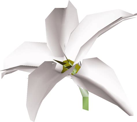 Filewhite Lily Detailpng Osrs Wiki