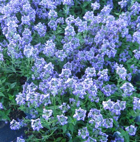 Bluebird Nemesia From Hoods Gardens
