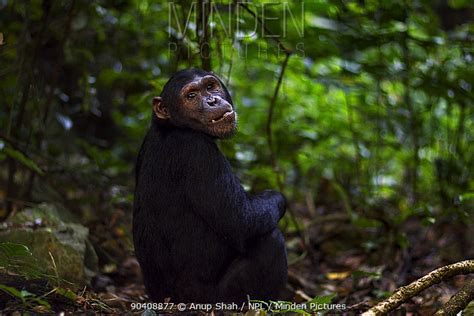 Chimpanzee Stock Photo Minden Pictures