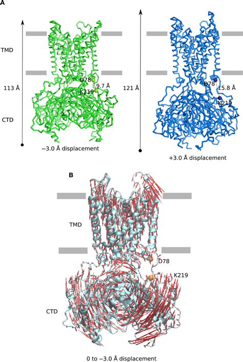 Cryoelectron Microscopy Unveils Unique Structural Features Of The