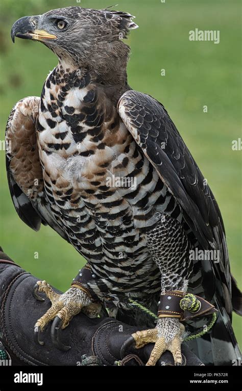 African Crowned Eagle