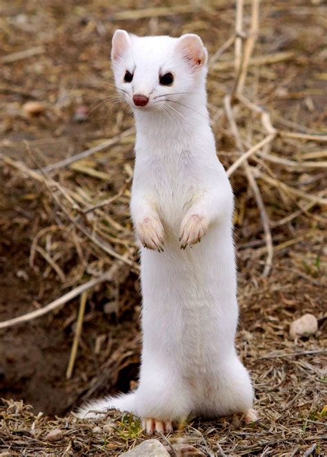 Long-tailed Weasel | MowryJournal.com