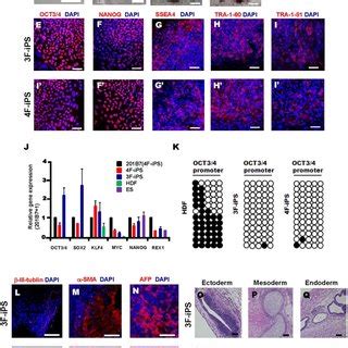 Efficient Differentiation Of Human IPS Cells Into Pigmented Melanocytes