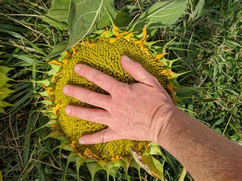 Sunflower Seed Planting Packets | TheBeeHuggerFarm