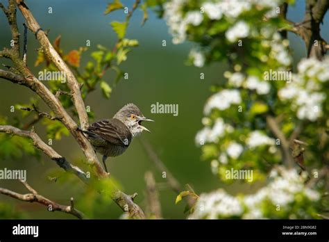 Barred Warbler Sylvia Nisoria Singing Birds Typical Warbler Breeds