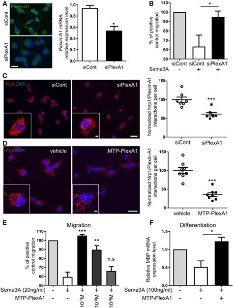 Disruption Of Sema3aplexin A1 Inhibitory Signalling In