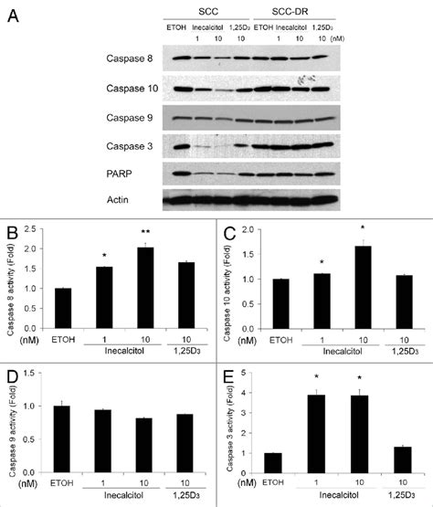 Inecalcitol Induces The Activation Of Caspases 8 10 And 3 Scc Or