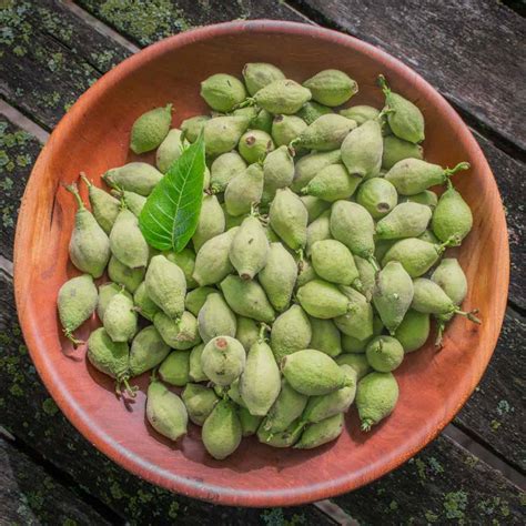 Green Walnuts Harvesting Cooking And Recipes Forger Chef