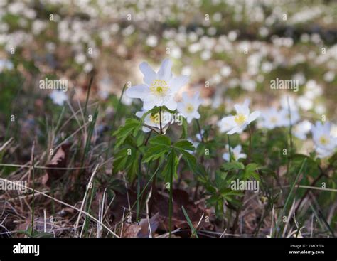 WOOD ANEMONE Anemonoides nemorosa at spring Stock Photo - Alamy