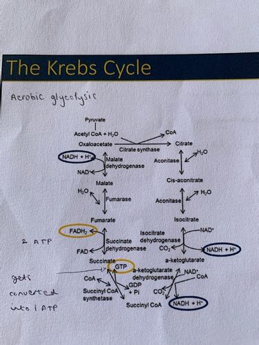 Krebs Cycle And Electron Transport Chain Flashcards Quizlet