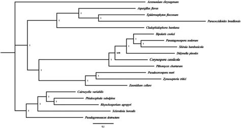 Phylogenetic Relationship Of 19 Species Based On Bayesian Inference