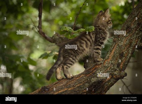 A Small Fluffy Tabby Cat Poses For The Camera And Climbs A Tree Stock