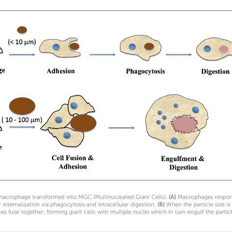 Schematic representation showing the mechanism of polyploid cells. The ... 