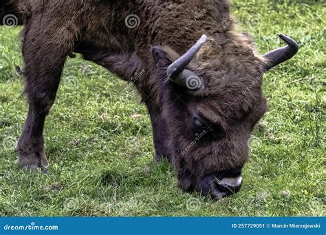 European Wood Bison, Also Known As the Wisent, Zubr or European Buffalo ...