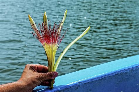 Flower Photograph By Patrick Bourke Fine Art America