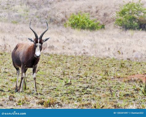 Bontebok Antelope, Swaziland Stock Image - Image of bull, kruger: 120341097