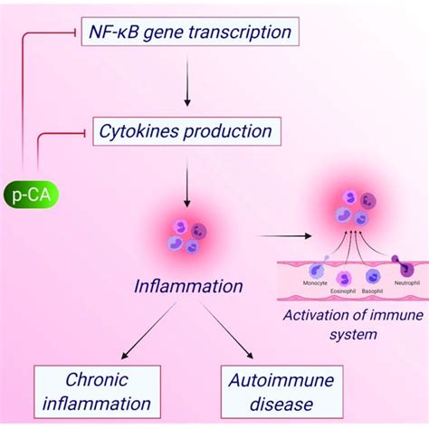 Anti Inflammatory Action Of P CA P CA Impairs The Function Of NF KB