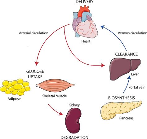 Figure 1 From The Cell Biology Of Systemic Insulin Function Semantic Scholar