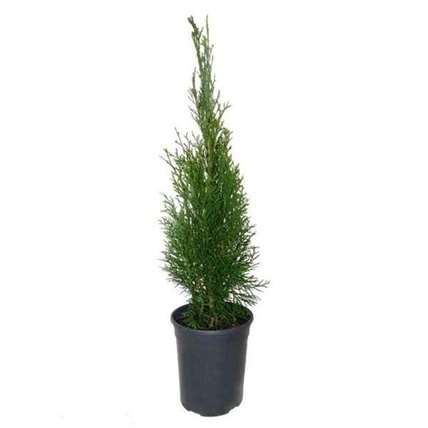 Emerald Green Arborvitae Shrub Vibrant Green Foliage