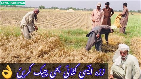 Check This Wheat Harvesting Old Method Youtube