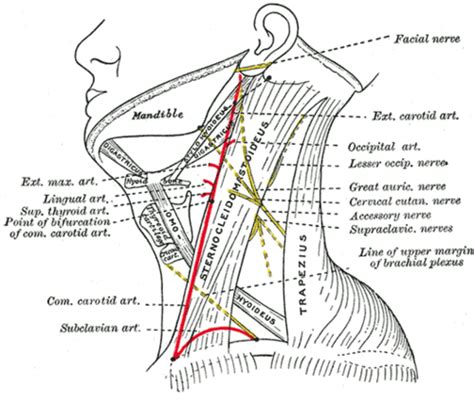 Posterior Triangle Of The Neck Flashcards Quizlet