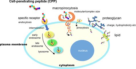 Physiological Incorporation Of Cell‐penetrating Peptides Cpps There Download Scientific