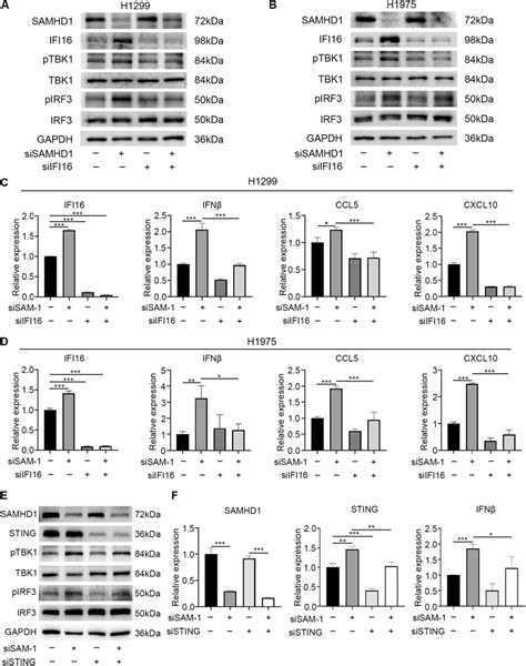 SAMHD1 Regulation Of TBK1 IRF3 IFN I Pathway Was IFI16 And