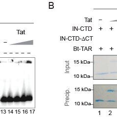 Tat Competes Against In Ctd For Tar Binding A Emsa Assay Showing A