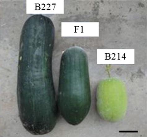 The Mature Fruits Morphology Of B214 Right B227 Left And