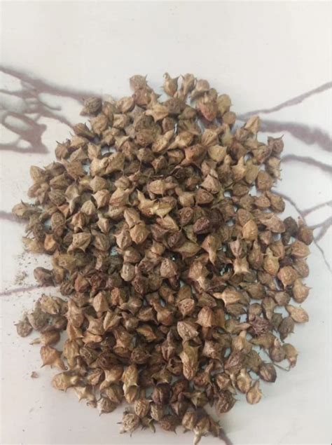 Dried Brown Gokhru Seed Packaging Type Loose At Kg In Ahmedabad