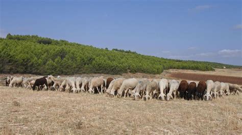 Clm Abona Cerca De Millones De Euros A Unos Ganaderos De Ovino