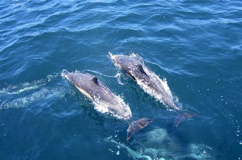 Dolphins At Moreton Island Mulgumpin See Moreton