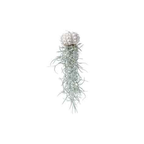 Jellyfish Air Plant Tillandsia With Sea Urchin V Oceanstore