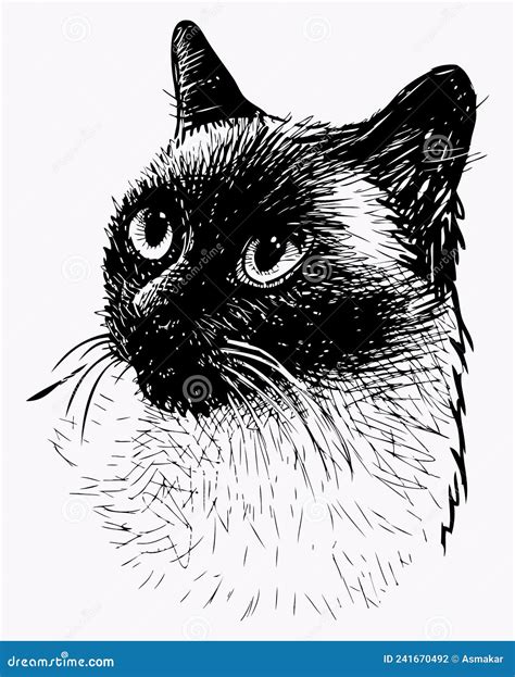 Sketch Portrait of Purebred Domestic Siamese Cat Stock Vector ...