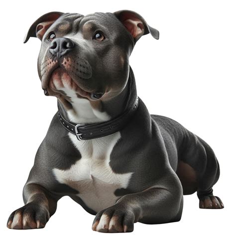AI generated Elegant American Pit Bull Terrier Enjoying Quality Time Outdoors 41643110 PNG