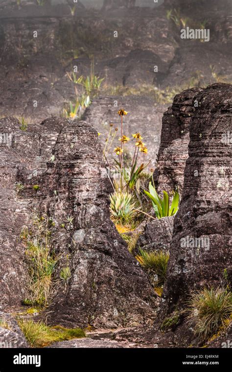 A Very Rare Endemic Plants On The Plateau Of Roraima Venezuela Stock