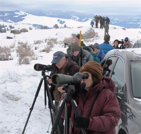 20th Anniversary Of Yellowstone Wolf Reintroduction Observed Local