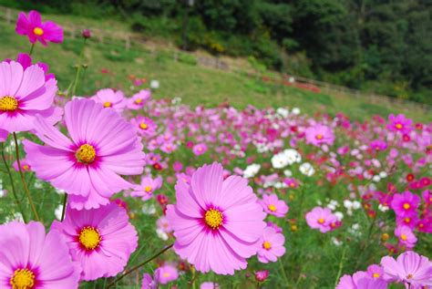 秋の花絶景に癒やされる！関東のコスモス畑3選｜るるぶandmore