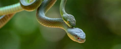 Acharam dois Cleitons cientistas descobrem que as cobras têm dois clitóris