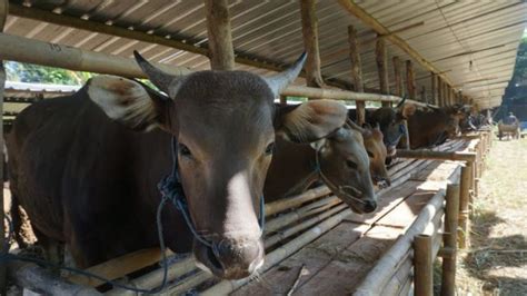 Idul Adha Di Masa Pandemi Covid 19 Bagaimana Pelaksanaan Kurban BBC