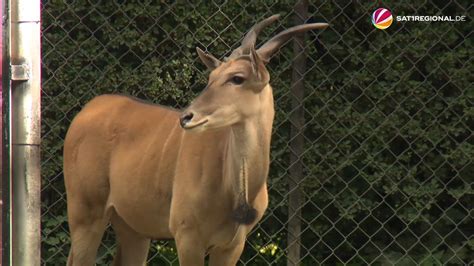 VIDEO Elenantilopen Erkunden Gehege In Hagenbecks Tierpark SAT 1