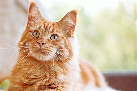 Orange Cat Breeds