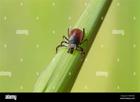 Castor Bean Tick Ixodes Ricinus On A Blade Of Grass Germany Stock