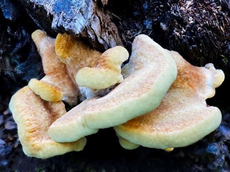 3 Common Mushrooms In Vermont Star Mushroom Farms