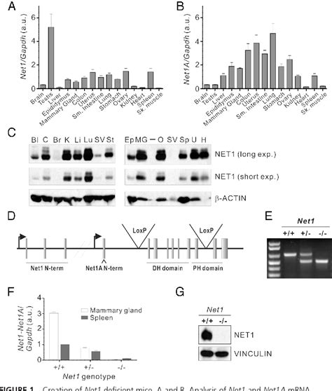 Figure From The Rhogef Net Is Required For Normal Mammary Gland